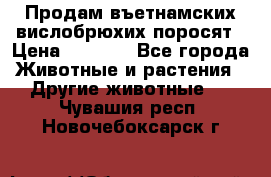 Продам въетнамских вислобрюхих поросят › Цена ­ 2 500 - Все города Животные и растения » Другие животные   . Чувашия респ.,Новочебоксарск г.